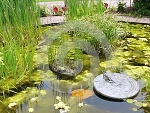 Water Garden Pond Plants and Sundial