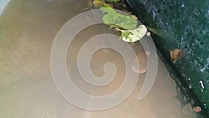 Water Glass Tank with Sri Lankan Grey color Fish in Water