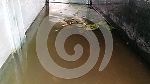 Water Glass Tank with Sri Lankan Grey color Fish in Water