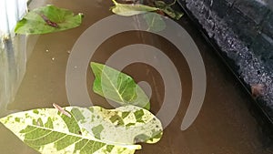 Water Glass Tank with Sri Lankan Grey color Fish in Water