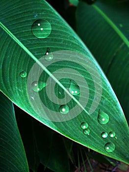 water grains on green leaves