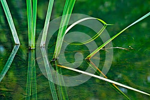 Water Grass