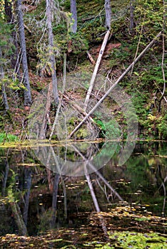 water grass and green refletions in old river