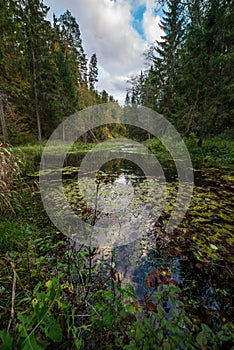 water grass and green refletions in old river