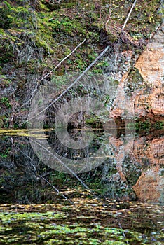 water grass and green refletions in old river