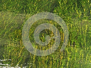 The water and grass in Heming Lake Park is Heming Wetland Park in the southern suburb of Xi`an, Shaanxi Province, China