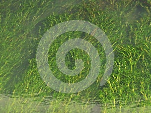 The water and grass in Heming Lake Park is Heming Wetland Park in the southern suburb of Xi`an, Shaanxi Province, China