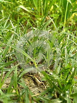 Water grass photo