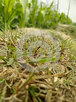 Water grass, stock photo and wallpaper background photo