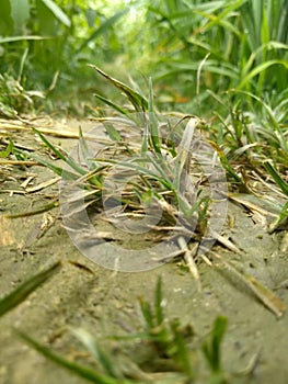 Water grass, stock photo and wallpaper background photo