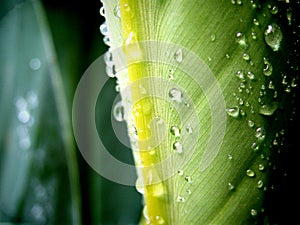 Water on the Green