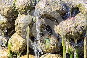 Water and green algae slime running off rocks. Abstract nature i