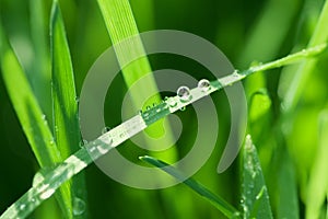 Water in green grass