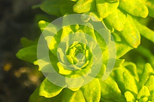 water on green leaf after winter