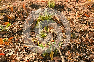 water on green leaf after winter