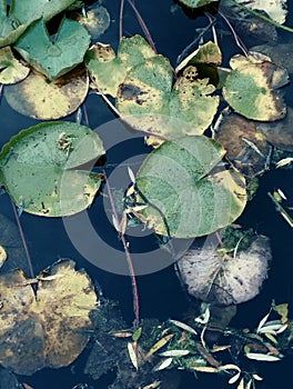 Water green lily in the clear pond