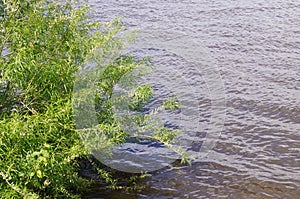 Water with greens. Texture of nature. Background for text, banner, label.