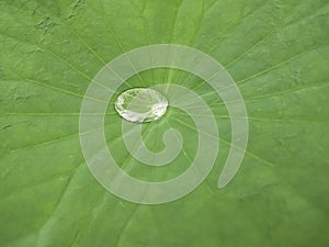 water on greeny leaf, beauty image