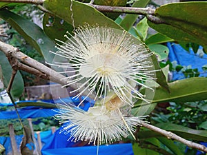 water guava flowers from Indonesia