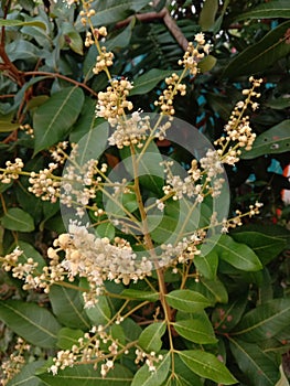 Water guava fruit tree flower