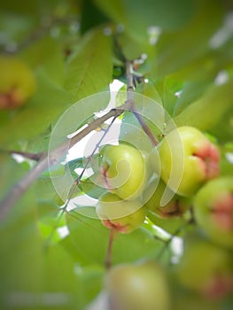 The water guava fruit tree is green