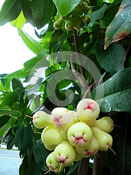 Water guava is a plant in the guava or myrtaceae family that originates from Southeast Asia.