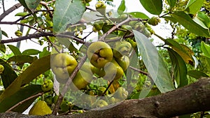 water guava (Syzygium aqueum) on the tree
