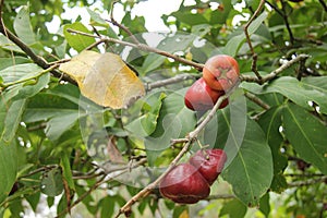 Water guava or Syzygium samarangense from its fresh tree