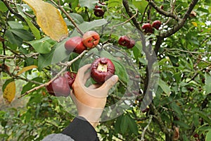 Water guava or Syzygium samarangense from its fresh tree