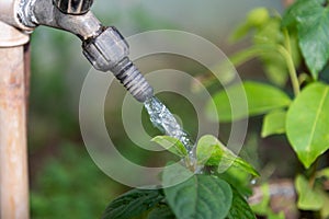 Water gushing over garden plants photo