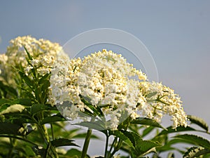 Water Hemlock Fully Blooms