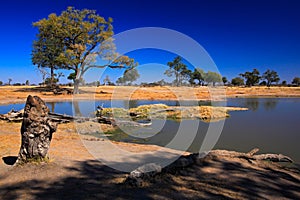 Water hole in Africa. Tipical African ladscape with dark blue sky. Water lake in Botswana. Trees with pond.