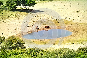 Water hole and buffaloes