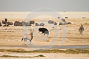 Water hole Etosha