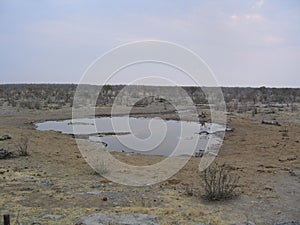 Water hole Etosha National Park, Namibia