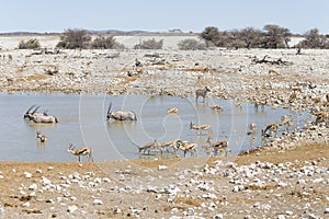 Water hole in Etosha National Park, Namibia