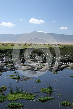 Water Hole - Ngorongoro Crater, Tanzania, Africa