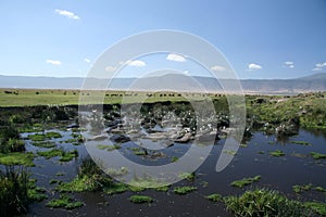 Water Hole - Ngorongoro Crater, Tanzania, Africa