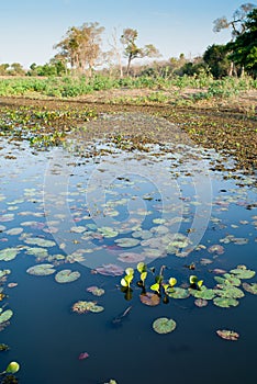 Water hole in Pantanal wetland region, Brazil