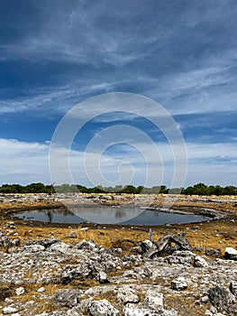 Water hole in the wild. Safari in Africa, African savannah wildlife.