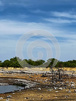 Water hole in the wild. Safari in Africa, African savannah wildlife.