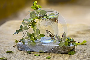 Water of holy basil, tulsi or Ocimum tenuiflorum in a transparent glass.