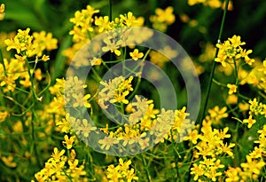 Water horseradish (Rorippa) grows in nature