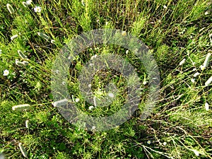 Water horsetail colony at spring Equisetum photo