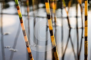 Water horsetail