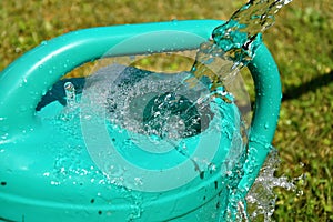 The water hose flows from the garden hose into the watering can. Wasteful wasting water. photo