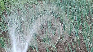 The water hose watering the vegetables and plants in the garden during hot days and droughts