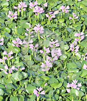 water hyacint plant photo