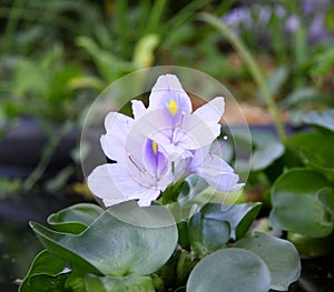 Water hyacinth