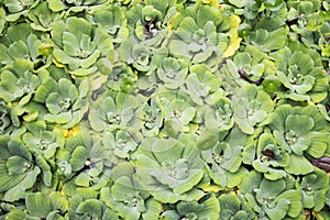 Water hyacinth